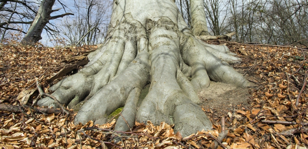 european-beech-4431057_1920-001